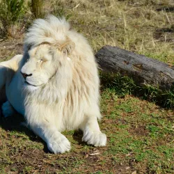 Tenikwa Wildlife Awareness Centre - Plettenberg Bay
