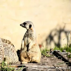 Tenikwa Wildlife Awareness Centre - Plettenberg Bay