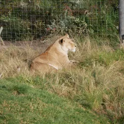 Tenikwa Wildlife Awareness Centre - Plettenberg Bay