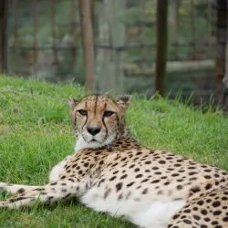 Tenikwa Wildlife Awareness Centre - Plettenberg Bay