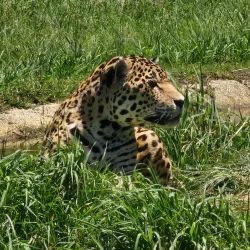 Tenikwa Wildlife Awareness Centre - Plettenberg Bay