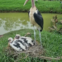 Tenikwa Wildlife Awareness Centre - Plettenberg Bay