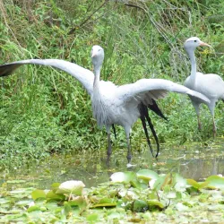 Tenikwa Wildlife Awareness Centre - Plettenberg Bay
