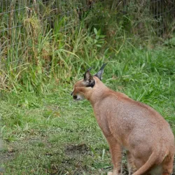 Tenikwa Wildlife Awareness Centre - Plettenberg Bay