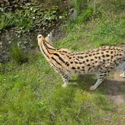 Tenikwa Wildlife Awareness Centre - Plettenberg Bay