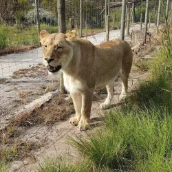 Tenikwa Wildlife Awareness Centre - Plettenberg Bay