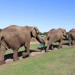 The Crags Elephant Sanctuary - Plettenberg Bay