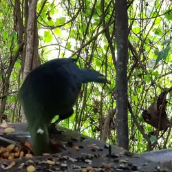 The Crags Elephant Sanctuary - Plettenberg Bay