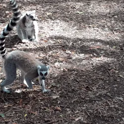 The Crags Elephant Sanctuary - Plettenberg Bay