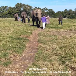 The Crags Elephant Sanctuary - Plettenberg Bay