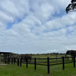 The Crags Elephant Sanctuary - Plettenberg Bay