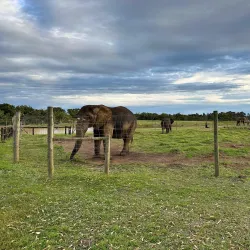 The Crags Elephant Sanctuary - Plettenberg Bay