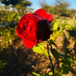 Limpopo National Botanical Garden - Polokwane