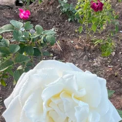 Limpopo National Botanical Garden - Polokwane