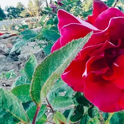 Limpopo National Botanical Garden - Polokwane