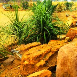 Limpopo National Botanical Garden - Polokwane