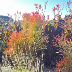 Limpopo National Botanical Garden - Polokwane