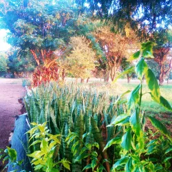 Limpopo National Botanical Garden - Polokwane
