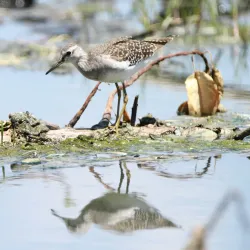 Polokwane Bird Sanctuary - Polokwane