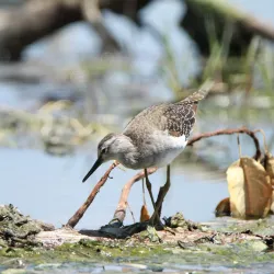 Polokwane Bird Sanctuary - Polokwane