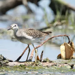 Polokwane Bird Sanctuary - Polokwane
