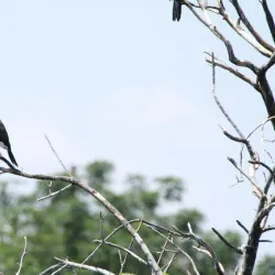 Polokwane Bird Sanctuary - Polokwane