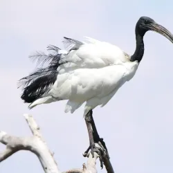 Polokwane Bird Sanctuary - Polokwane