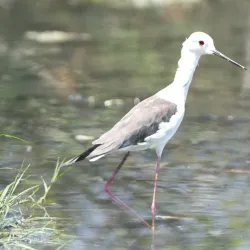 Polokwane Bird Sanctuary - Polokwane