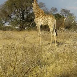 Polokwane Game Reserve - Polokwane