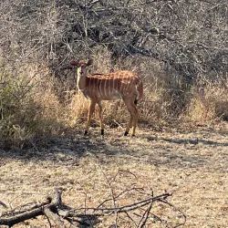 Polokwane Game Reserve - Polokwane