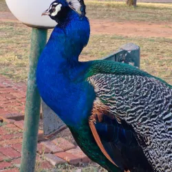 Polokwane Game Reserve - Polokwane