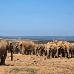 Addo Elephant National Park - Port Elizabeth