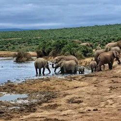 Addo Elephant National Park - Port Elizabeth