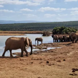 Addo Elephant National Park - Port Elizabeth
