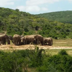 Addo Elephant National Park - Port Elizabeth