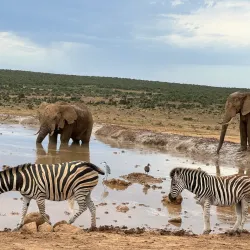Addo Elephant National Park - Port Elizabeth