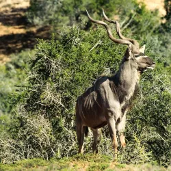 Addo Elephant National Park - Port Elizabeth