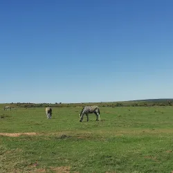 Addo Elephant National Park - Port Elizabeth