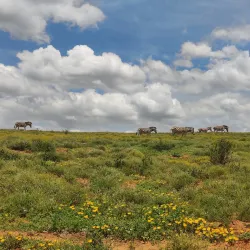 Addo Elephant National Park - Port Elizabeth