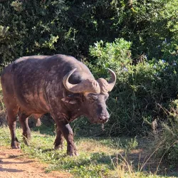 Addo Elephant National Park - Port Elizabeth