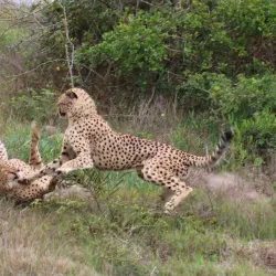 Seaview Predator Park - Port Elizabeth