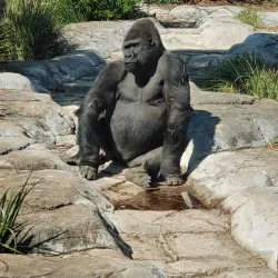 National Zoological Gardens of South Africa - Pretoria