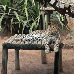 National Zoological Gardens of South Africa - Pretoria