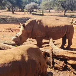 National Zoological Gardens of South Africa - Pretoria