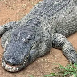 National Zoological Gardens of South Africa - Pretoria