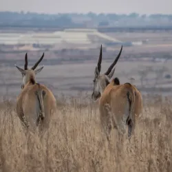 Rietvlei Nature Reserve - Pretoria