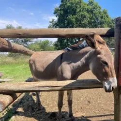 Rietvlei Nature Reserve - Pretoria