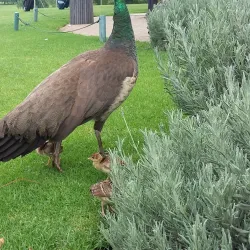 Randburg Golf Club - Randburg