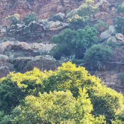 Walter Sisulu National Botanical Garden - Randburg