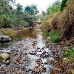 Walter Sisulu National Botanical Garden - Randburg